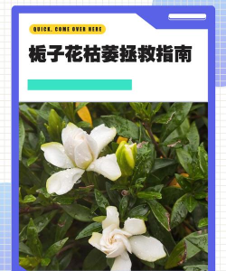 栀子花树枯萎了怎么救活