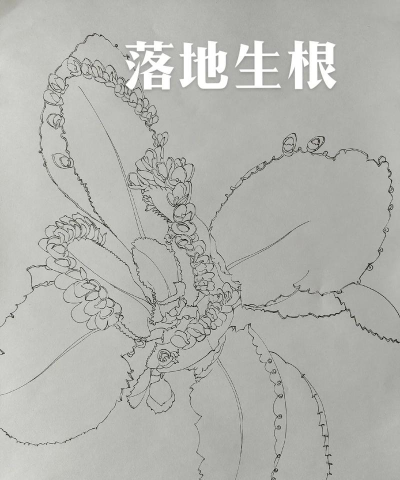 大叶落地生根怎么简化