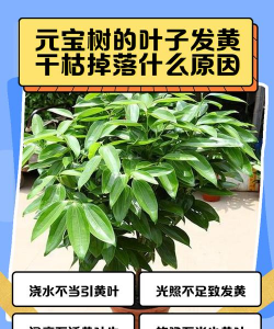 元宝树枝干了是什么原因
