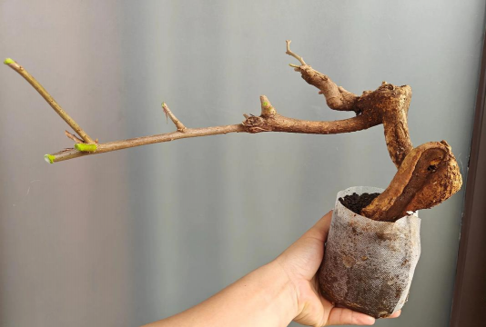 家庭养花用生根粉