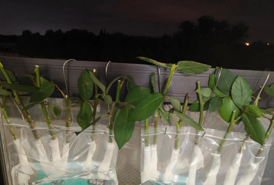 家庭养花用生根粉