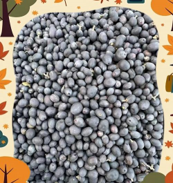 水蜡树的种子做什么用