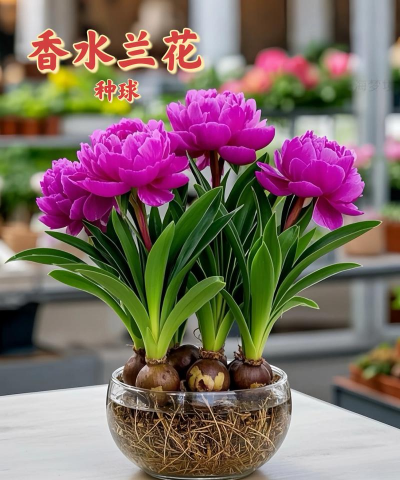香水球养花