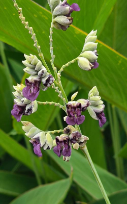 再力花为什么叫再力花