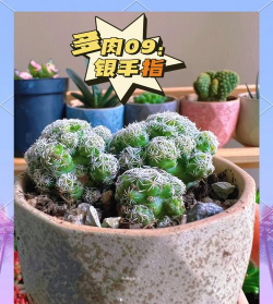 银手指怎么样才开花