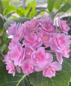 浙江8月份适合种什么花