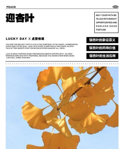 别人送银杏叶是什么意思