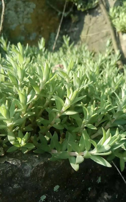 叶子和花一样是什么植物