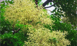 幌伞枫的花长什么样