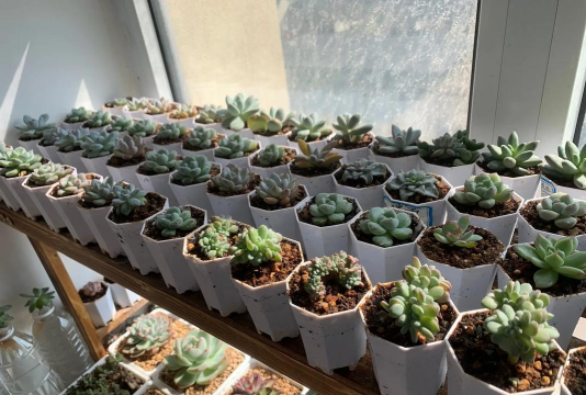 家庭养花用生根粉