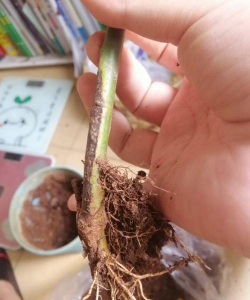 家庭养花用生根粉