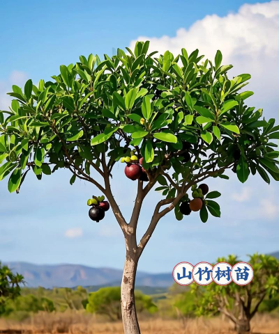 山竹树要种什么地方好玩