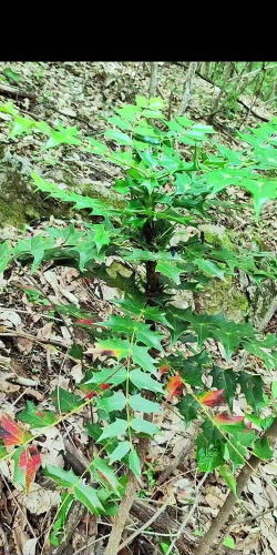 十大功劳喜欢什么土攘