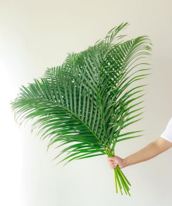 散尾叶怎么插的高