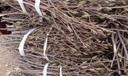 紫玉兰如何修剪