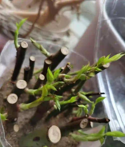 家庭养花用生根粉