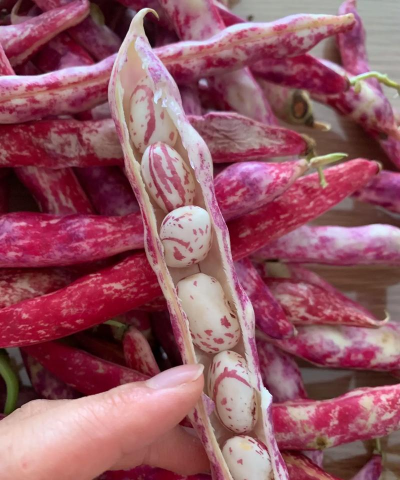 有一种花叫什么豆