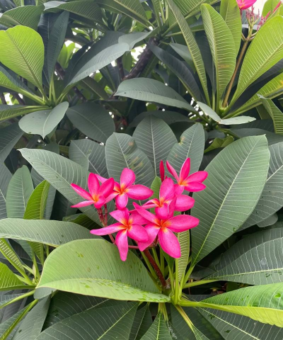 红鸡蛋花的果实是什么