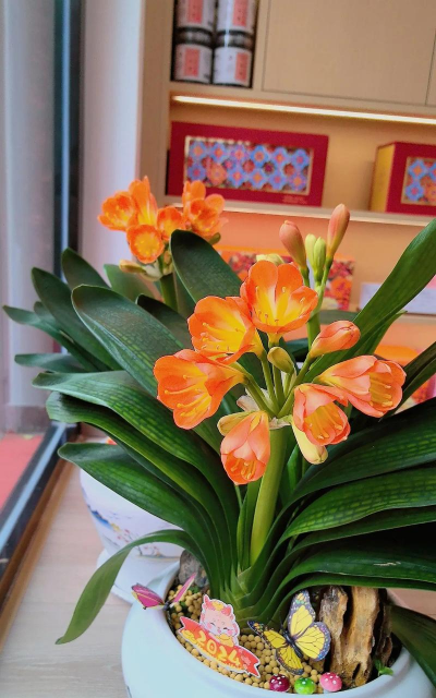 家庭养花用生根粉