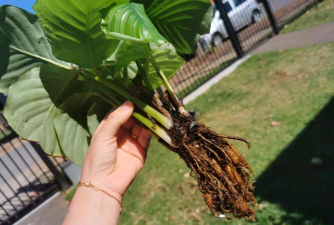 家庭养花用生根粉