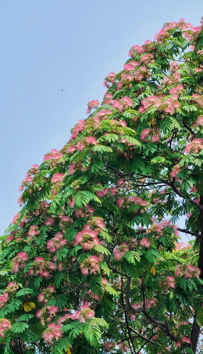 合欢树花是什么样子的