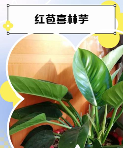 红苞喜林芋俗名叫什么