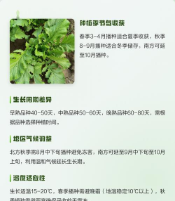 什么时候种雪里红怎么种