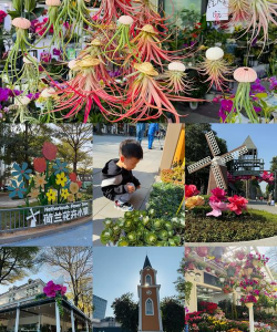 家庭养花用生根粉