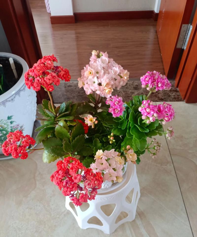 家庭养花用生根粉