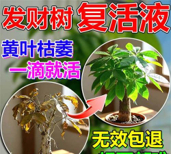 家庭养花用生根粉