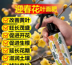 迎春花施什么肥长的好