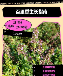 百里香什么时候开花