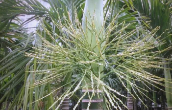 槟榔长花不正常打什么药