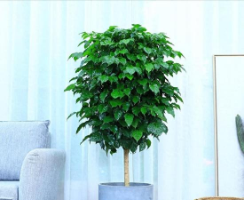 发财树幸福树还有什么树