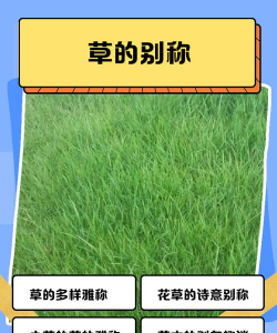 草坪上种的草叫什么名字