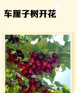 像大樱桃样的花叫什么名