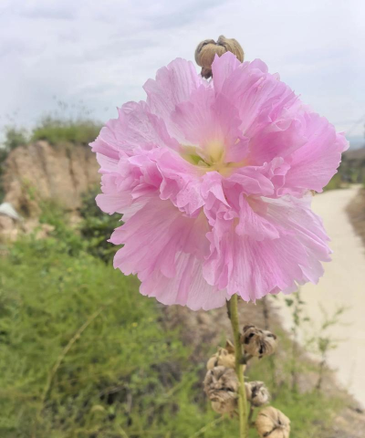 植物一丈红是什么意思