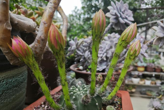 家庭养花用生根粉