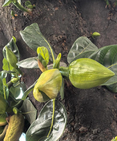 波罗蜜的花长什么样