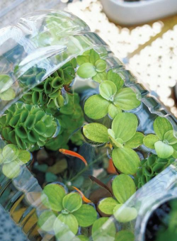 家庭养花用生根粉