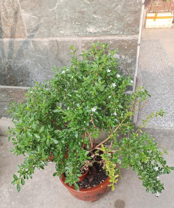 六月雪是什么科植物