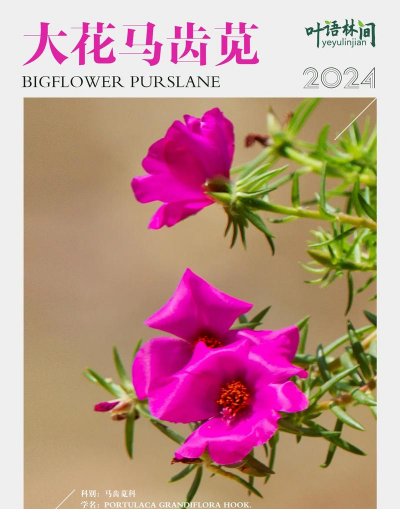 大花马齿苋是什么科属