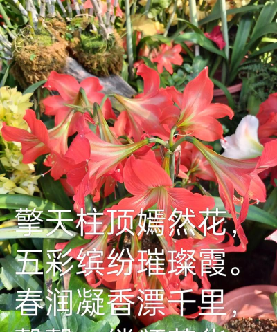 家庭养花用生根粉