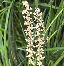 麦冬草开什么样的花