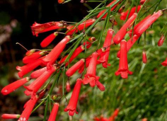 红色花根花的作用是什么