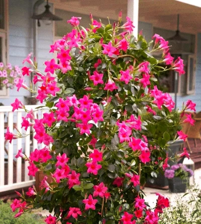 千里飘香藤什么时候开花