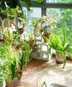 家庭养花用生根粉