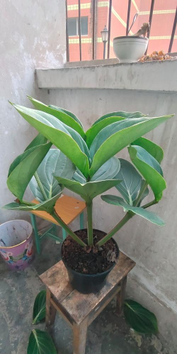 鱼嘴花最近为什么总掉叶