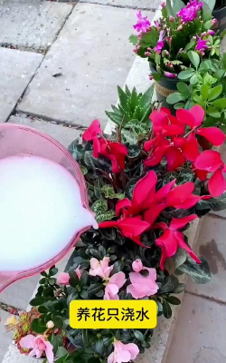 家庭养花用生根粉