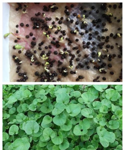 家庭养花用生根粉